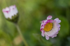 Wiesenflora