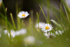 Wiesenflora