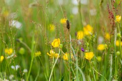 Wiesenflora