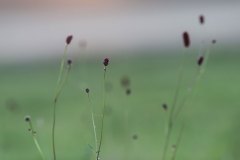 Wiesenflora