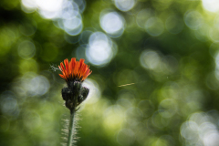 Wiesenflora