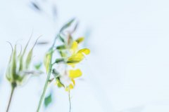 Wiesenflora