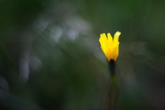 Wiesenflora