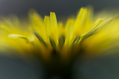 Wiesenflora