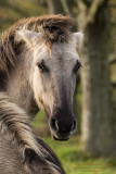 Wildpferde Geltinger Bucht