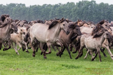 Wildpferde Meerfeld