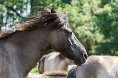 Wildpferde Meerfeld