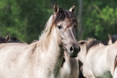 Wildpferde Meerfeld