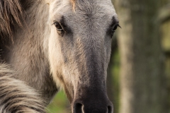 Wildpferde Geltinger Bucht