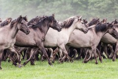 Wildpferde Meerfeld