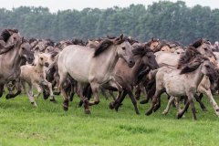 Wildpferde Meerfeld