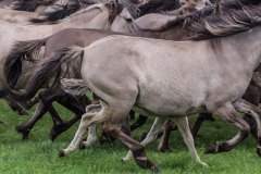 Wildpferde Meerfeld
