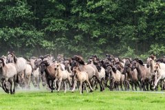 Wildpferde Meerfeld
