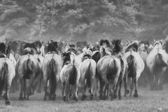 Wildpferde Meerfeld