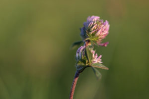 Wiesenflora
