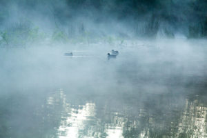 Nebel