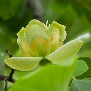 Tulpenbaum